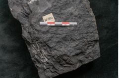 Foto (Detailansicht) von Asplenium hochstetteri Unger (NHMW-GEO-2024-0188-10305)